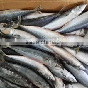 Frozen Fish Suppliers Of Pacific Mackerel thumbnail-1