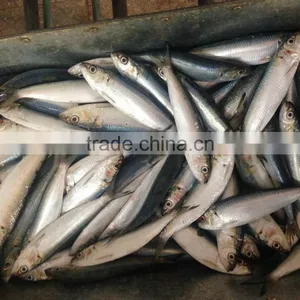 Sardinella Aurita thumbnail-5