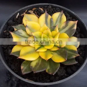 Echeveria Blacprince Variegated, Plants Echeveria, Succulent Plants, Tropical Plants thumbnail-2