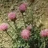 Rhaponticum Uniflorum P.E. thumbnail-1