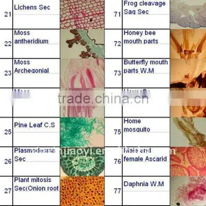 100 Pcs /box ON SALE Student Teaching Microscope Prepared Glass Slides thumbnail-1