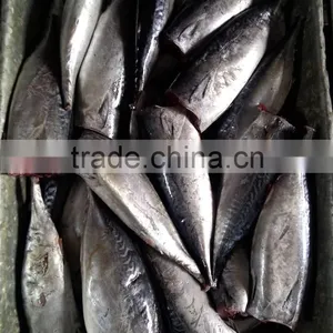 Processing Frozen HGT Bonito Fish thumbnail-1