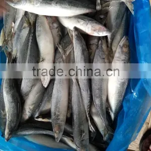 Frozen Good Quality Pacific Mackerel Fish Sea Frozen thumbnail-3