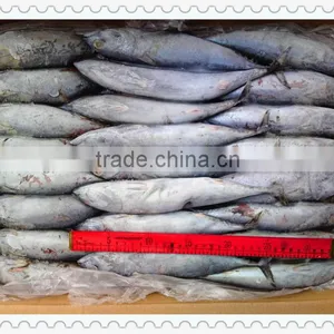 Frozen Bonito Tuna thumbnail-1