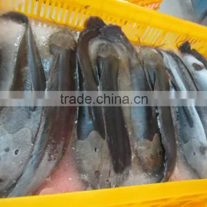 FROZEN CATFISH thumbnail-1