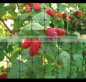Plastic Nets Used in Protect Against Birds thumbnail-2