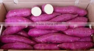 Vietnam Sweet Potato With Best Price and Good Quality thumbnail-1