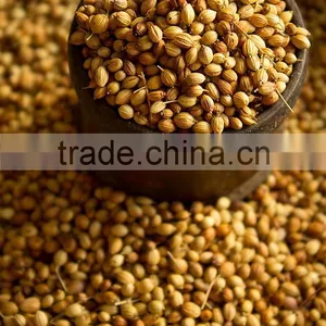Indian High Grade Fresh Wholesale Dried Coriander Seed thumbnail-2