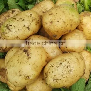 Chinese Holland Potato thumbnail-1