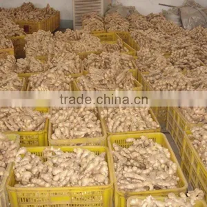 2010 Crop Dried Ginger thumbnail-1