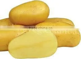 Fresh Holland Potato(20kg/ Carton) thumbnail-1