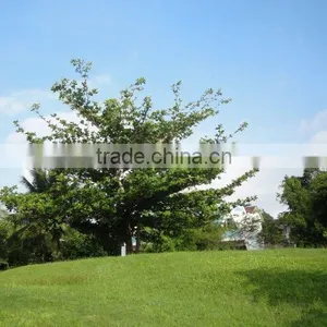 Terminalia Catappa L. thumbnail-1