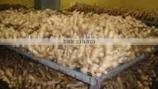 Fresh Ginger (air Dried) thumbnail-2