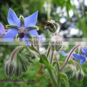 Fresh Borage Oil Vegetable Oil for Cooking thumbnail-2