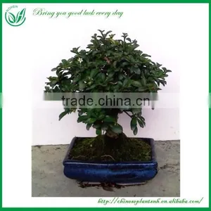 Bonsai Tree In Bonsai thumbnail-1