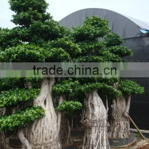 Ficus Tree thumbnail-1