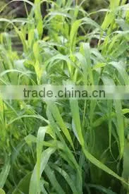 Palmarosa Oil ( Supplier / Manufacturer / Exporter ) thumbnail-1