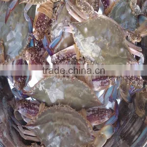 Frozen Crab With Lower Prices thumbnail-1