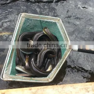 Anguilla Rostrata Live Eel thumbnail-1