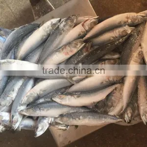 80-150g Frozen Pacific Mackerel for Canning thumbnail-4