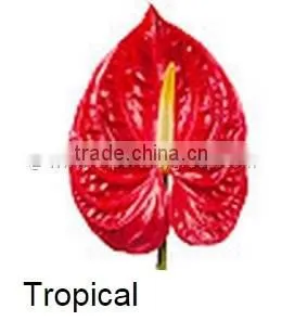 Fresh Cut Flower ANTHURIUM Tropical thumbnail-1