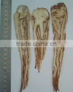 Angelica Herb thumbnail-1