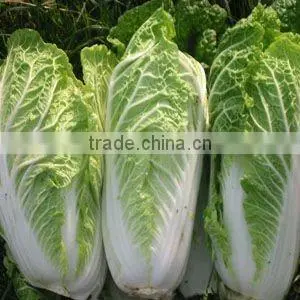Fresh Cabbages thumbnail-1