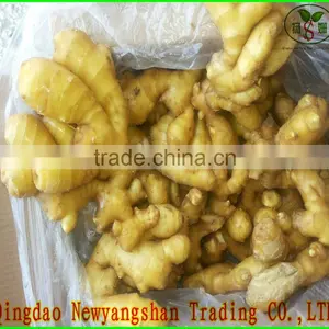 Fresh Ginger for China/Fresh Ginger thumbnail-4