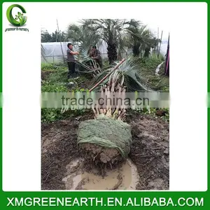 Butia Capitata Trunk Height 2m (1) thumbnail-2