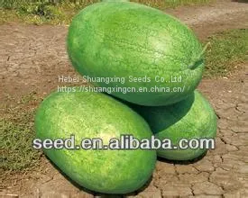 Big Pearl Light Green Hybrid Watermelon Seed thumbnail-1