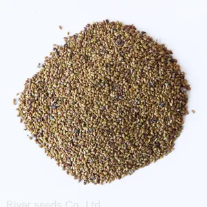 1kg Bulk Wholesale Pure Organic Alfalfa Grass Seed Lucerne Forage Crop Seeds for Sale thumbnail-1