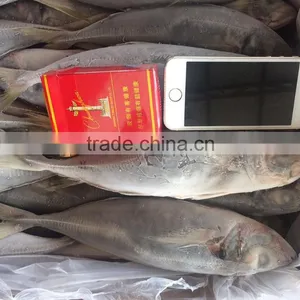 Frozen Horse Mackerel Fish 20CM+ thumbnail-1