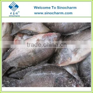 Frozen Tilapia Whole Round thumbnail-1