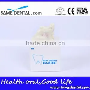 Sinus Lift Practice Model Dental Eduction Assitant No. DEA-23 thumbnail-5