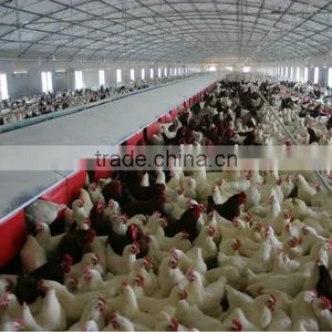Hot-sale Automatic Chicken Nest thumbnail-1