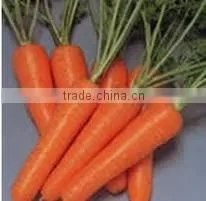 Fresh Carrot Size 80-150g thumbnail-5