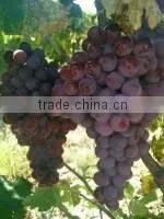 Fresh Red Grape thumbnail-4