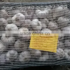 FRESH NORMAL WHITE GARLIC EXPORT 4.5 CM , EGYPT. thumbnail-4
