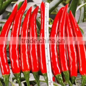 Hybrid F1 Pepper Seeds Hot Pepper Seeds for Growing-Chcbi thumbnail-1