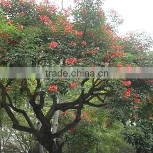 Erythrina Crista-galli Linn thumbnail-4