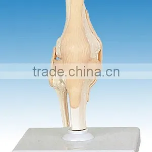 Human Elbow Joint Model thumbnail-1