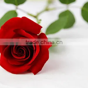 Cheap Fresh Red Rose Flowers With High Quality thumbnail-2