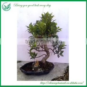Ficus Chinese Bonsai thumbnail-1
