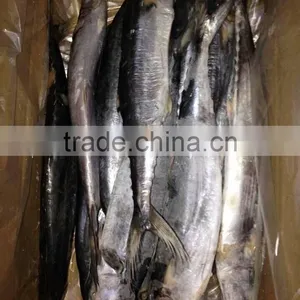 Frozen Spanish Mackerel thumbnail-2