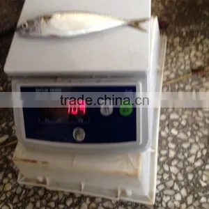 Pacific Mackerel for Bait thumbnail-5