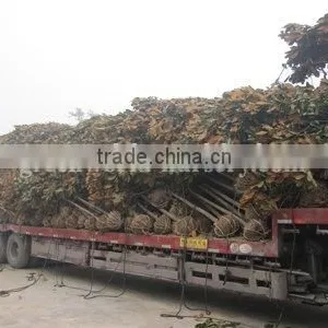 Magnolia Grandiflora Cold Hardy Landscaping Trees thumbnail-1