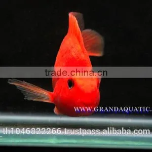 Red Parrot Cichlid Fish Farm For Sale and Export thumbnail-4