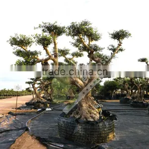 Olea Europaea "Pirineos" Pompon thumbnail-2
