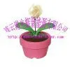 Solar Flower thumbnail-1