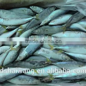 Frozen Chinese Pacific Mackerel With Size 8 - 10 / kg thumbnail-2